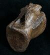 Edmontosaurus (Hadrosaur) Vertebrae - Montana #10263-2